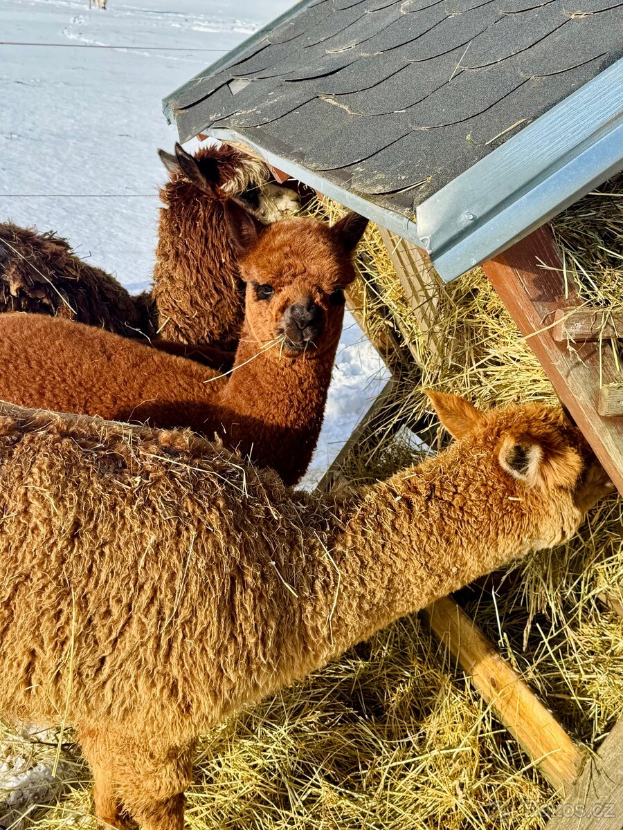 Lama Alpaka - 5