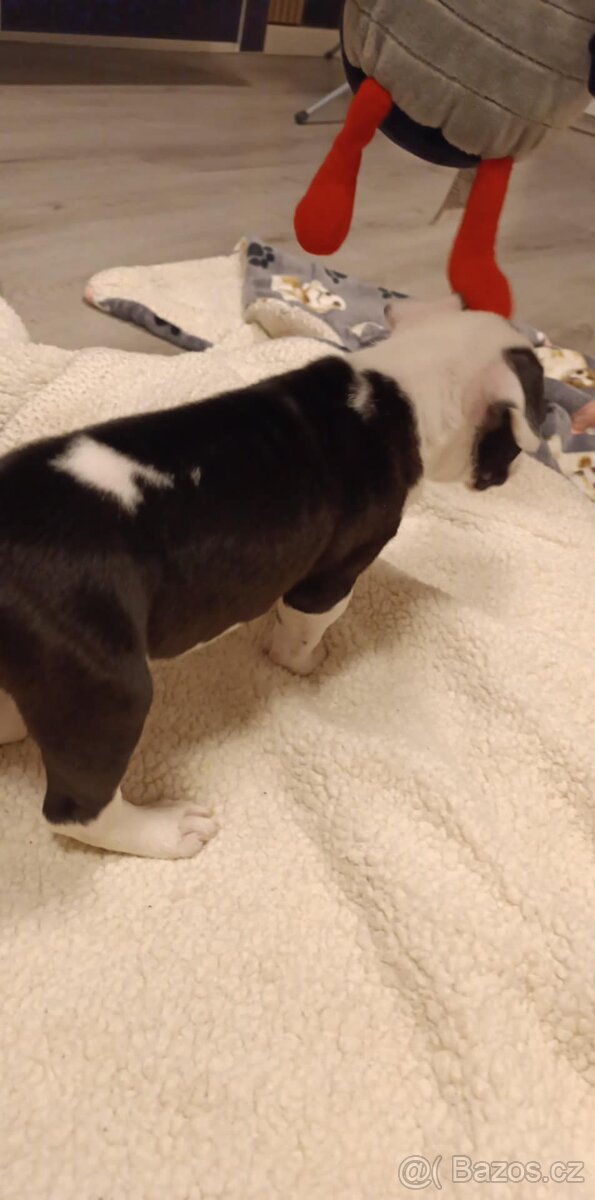 Stafodširský teriér šteně - 5