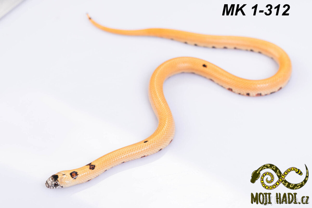 Lampropeltis MAGMAKING - 5