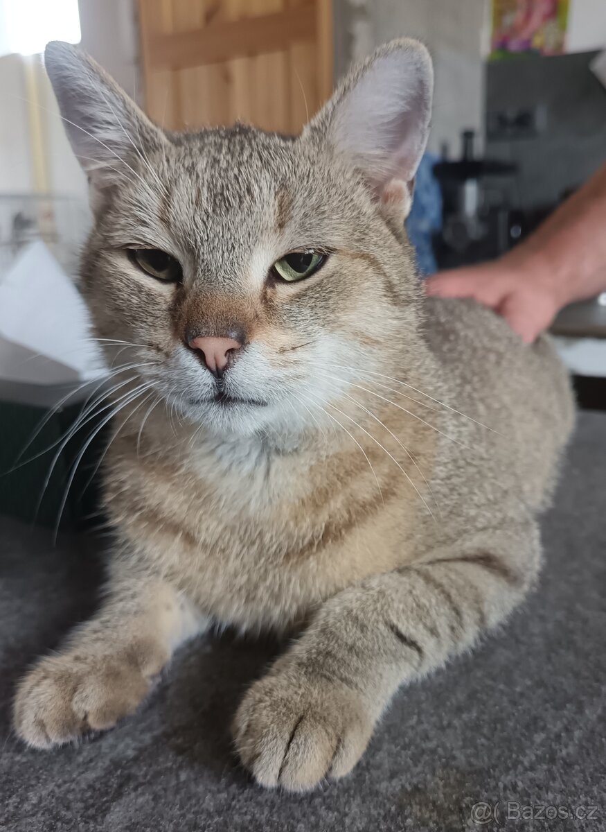 Kocour - 5