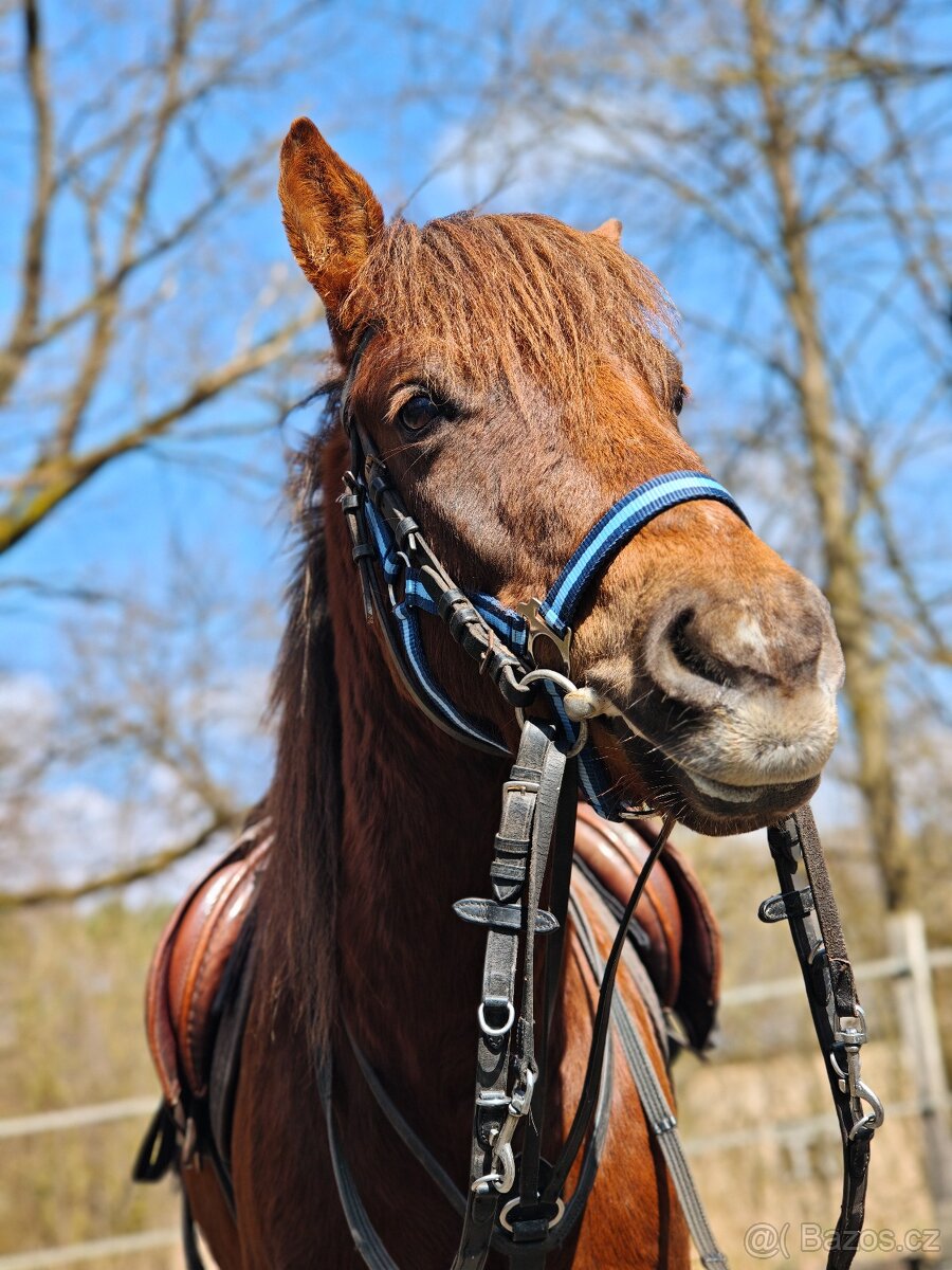 Školní pony - 5