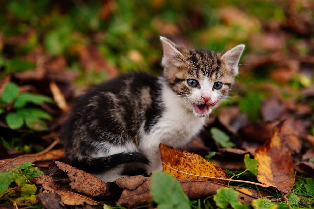 Daruji kocourka - 5
