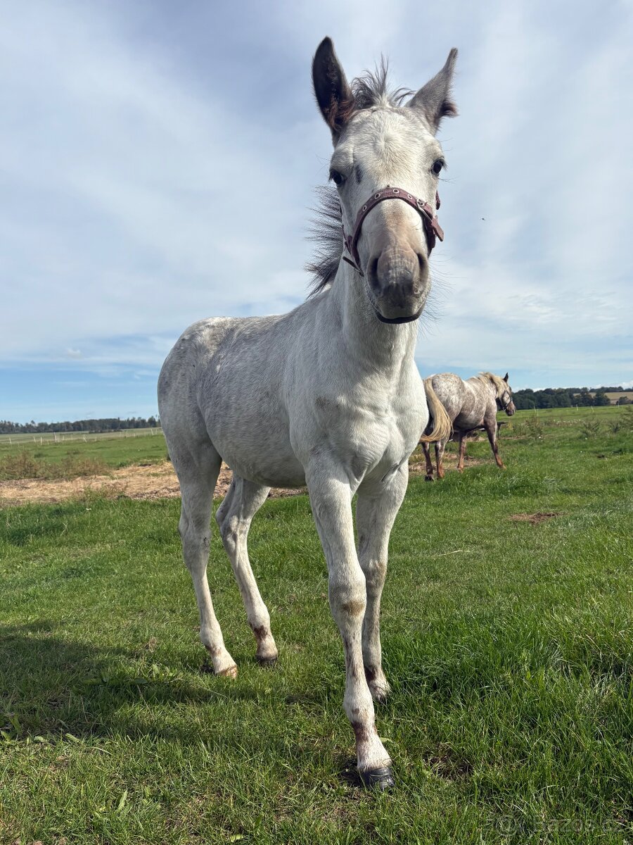 Hřebeček Appaloosa - 5