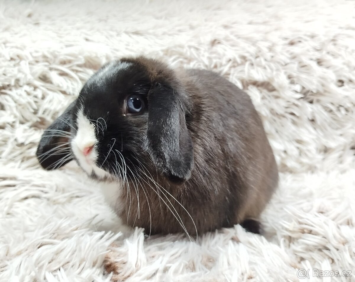 Zakrslý beránek, králíček, králík - LADY - 5