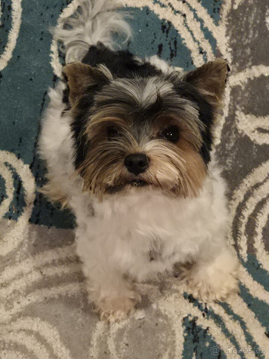 Biewer yorkshire jorkshire terier Monty - 5
