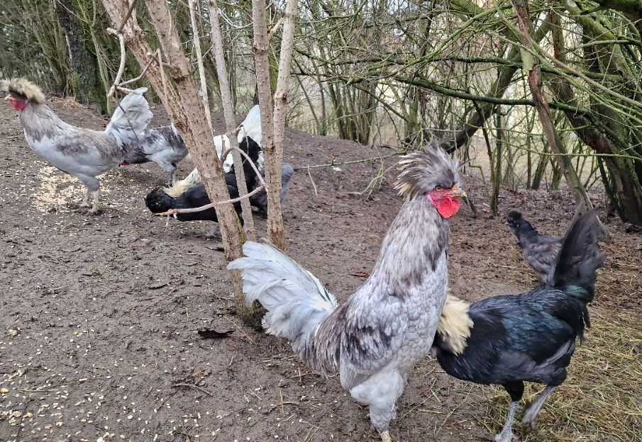 Kohouti Holanďanky, Hedvábničky - 5