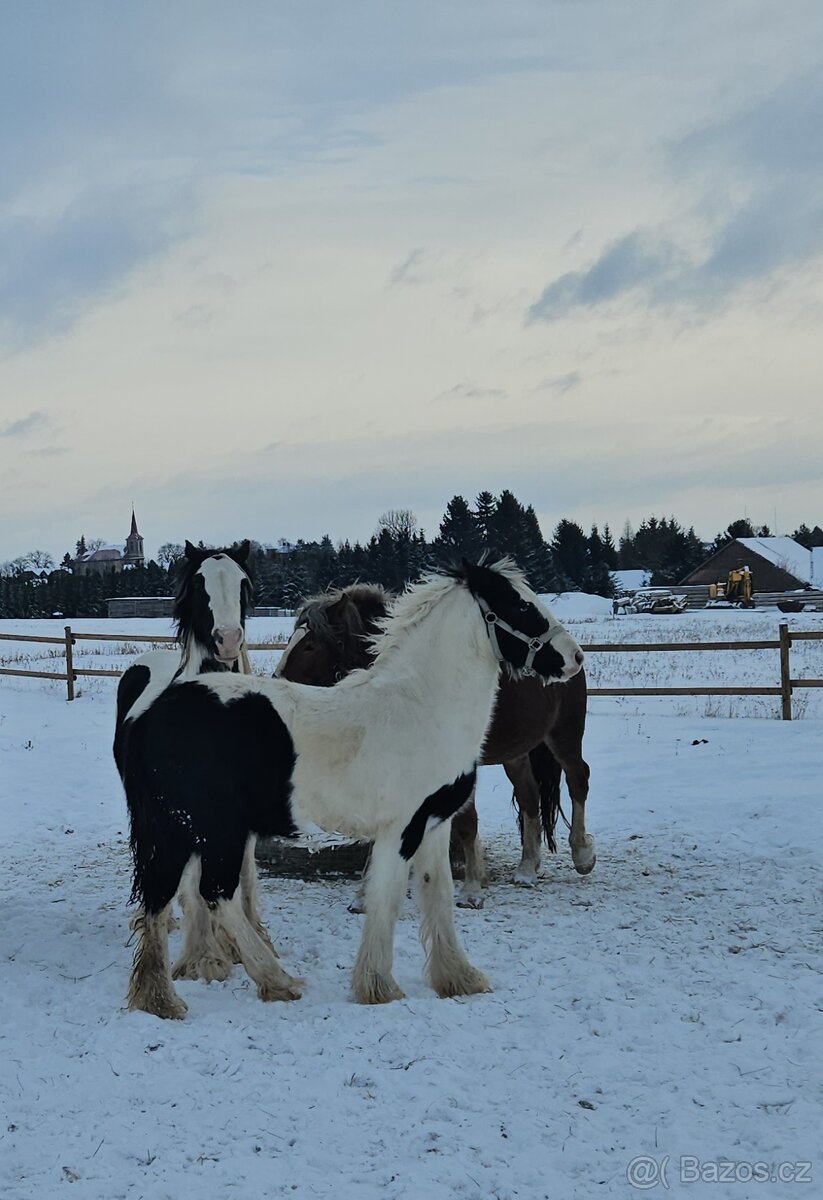 Hřebeček Irský Cob, Irish Cob - 5