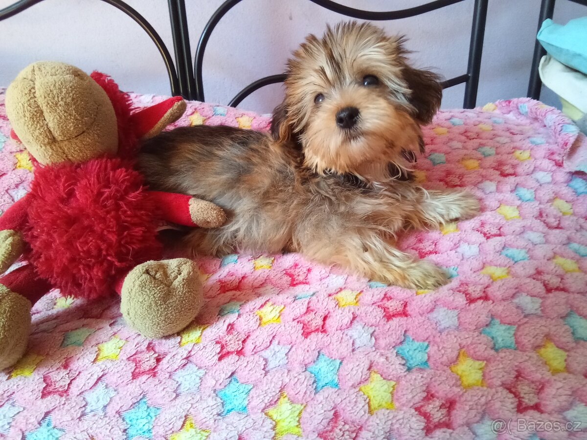 JORKSIR ALA BISONEK - 5