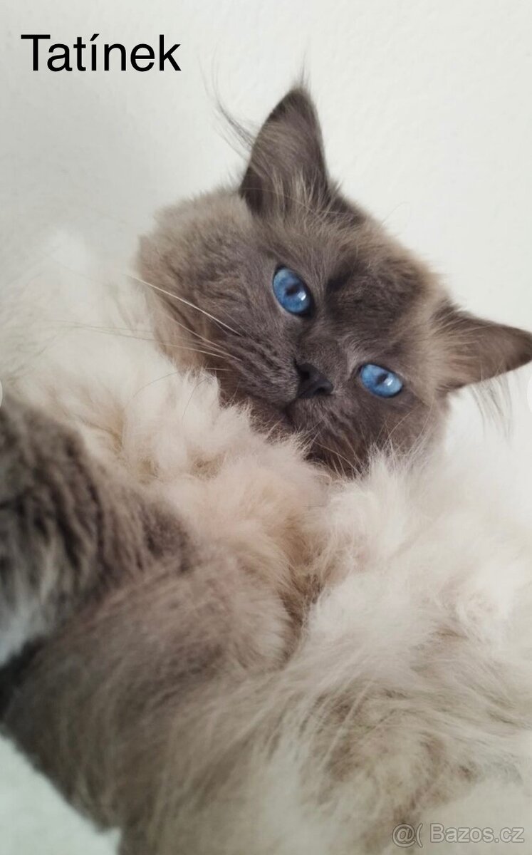 Koťátka Ragdoll bez PP - 5