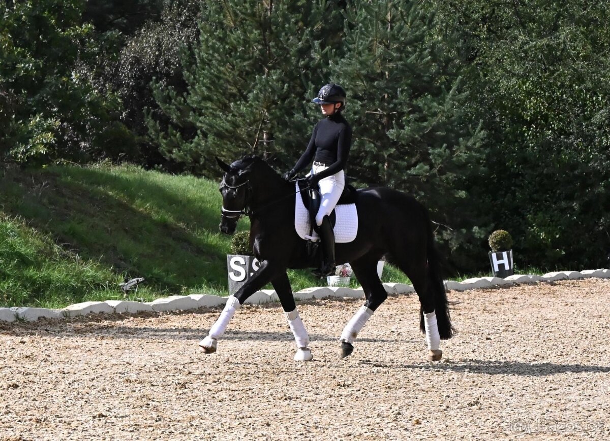 Drezurní klisna po fenomenálním hřebci Secret - 5