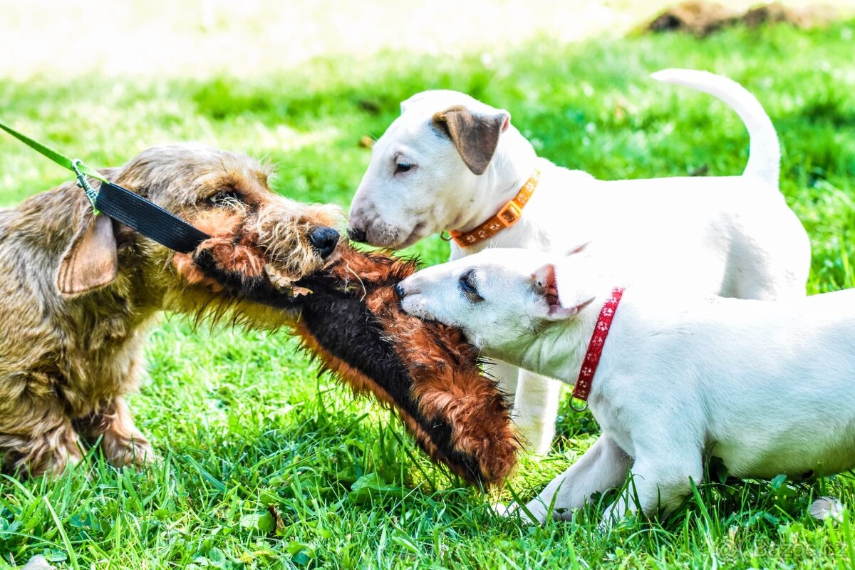 Anglický bulterier, Bullterier, bulterier, s PP - 5