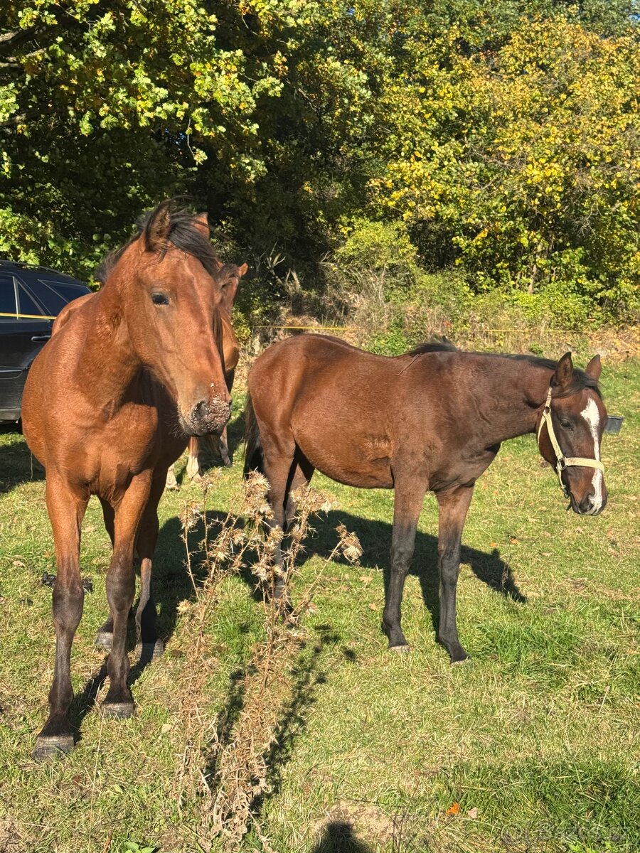 Úžasný hřebeček - 5