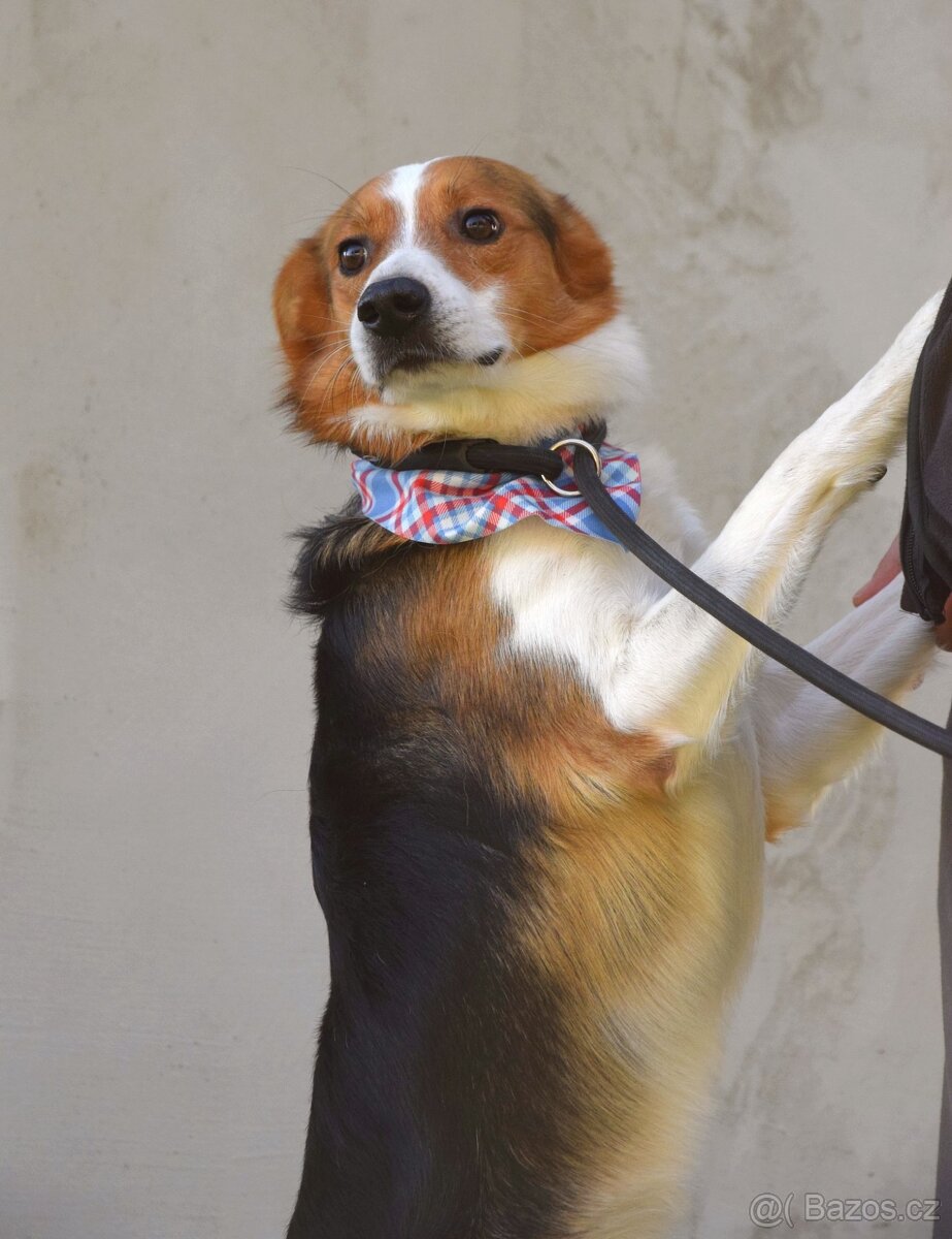 Bobi - hledá si člověka, kterému dokáže věřit. - 5