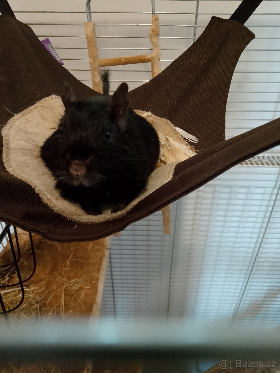 Osmáci degu(2 kluci) - 5