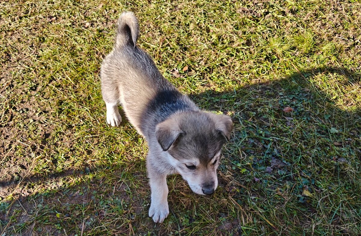 Atraktivní štěňata - 5