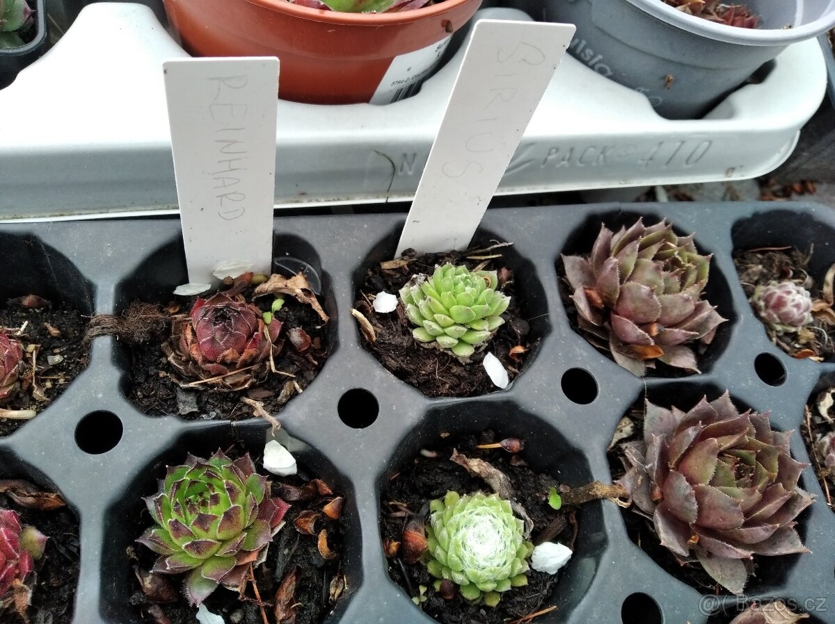 Set netřesků ,bohyška - 5