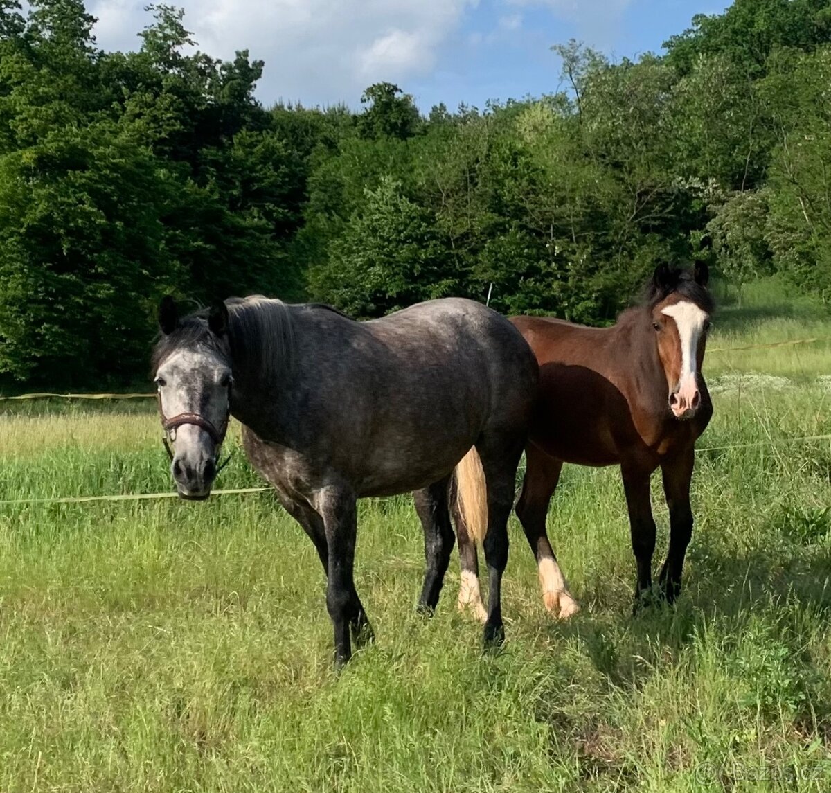 Welsh pard Bred malý sportovní kůň - 5