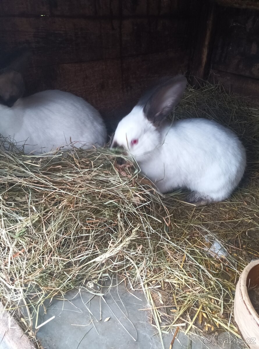 Králík - 5