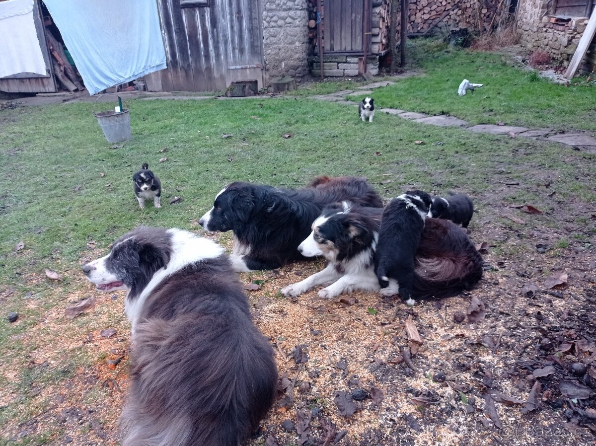 štěňata border kolie - 5