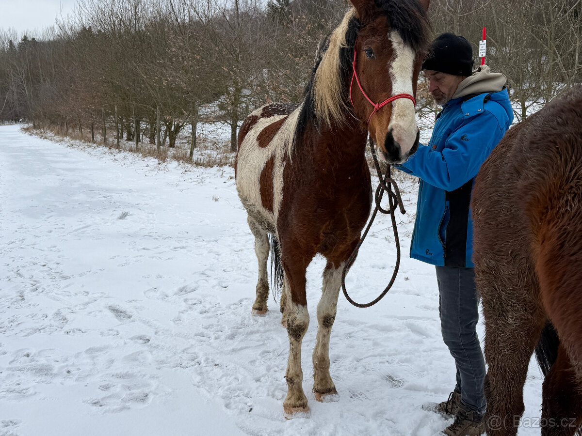 Klisna BAROC PINTO - 5