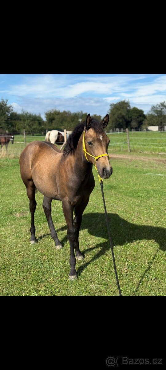 APH kobylka - 5