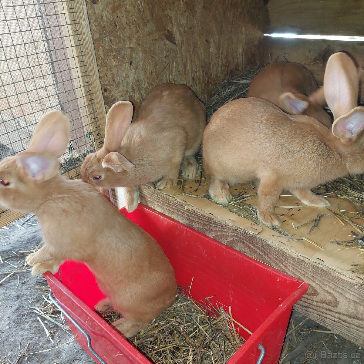 Samičky BU na chov - 5