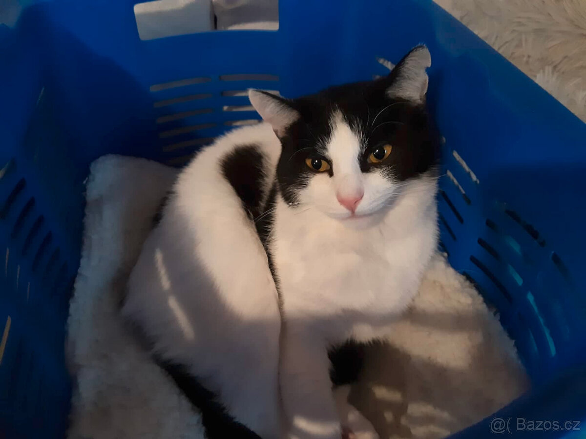 Krásná Rozárka hledá domov pro sebe a svou mámu - 5