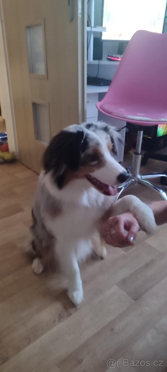 Australský ovčák - 5