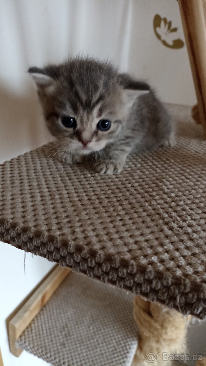 Britská whiskas kočička s PP - 5
