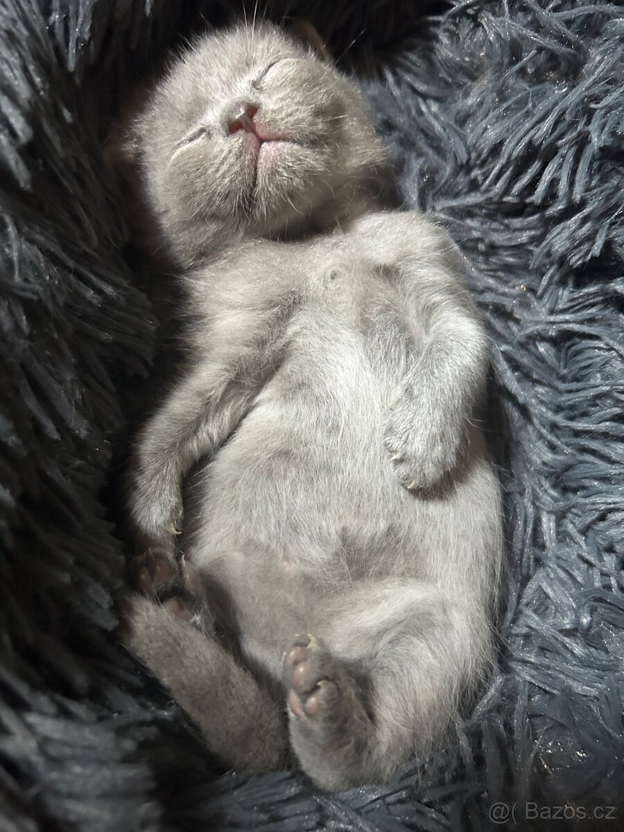 Krytí – britský kocour - 5