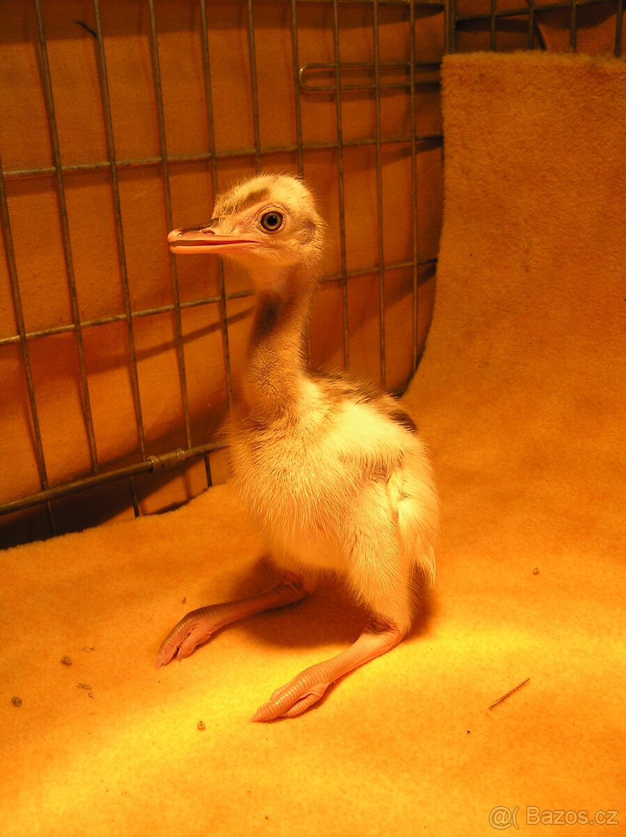 Nandu pampový bílá forma - Rhea americana - 5