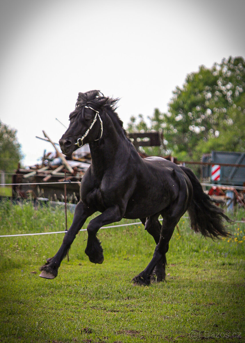 Připouštění černým hřebcem Welsh Cob D - rok 2026 - 5