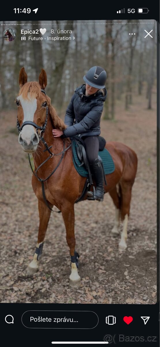 Prodám krásnou klisnu. - 5