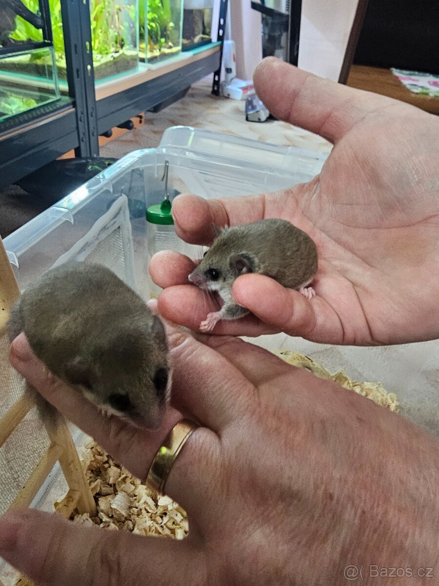 Plšík africký s bydlením... - 5