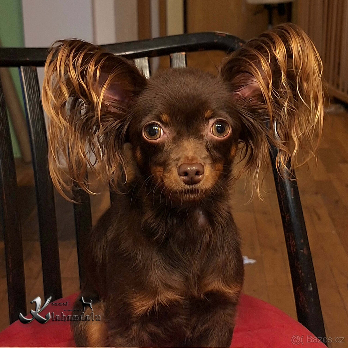 Ruský toy štěně s PP FCI - 5