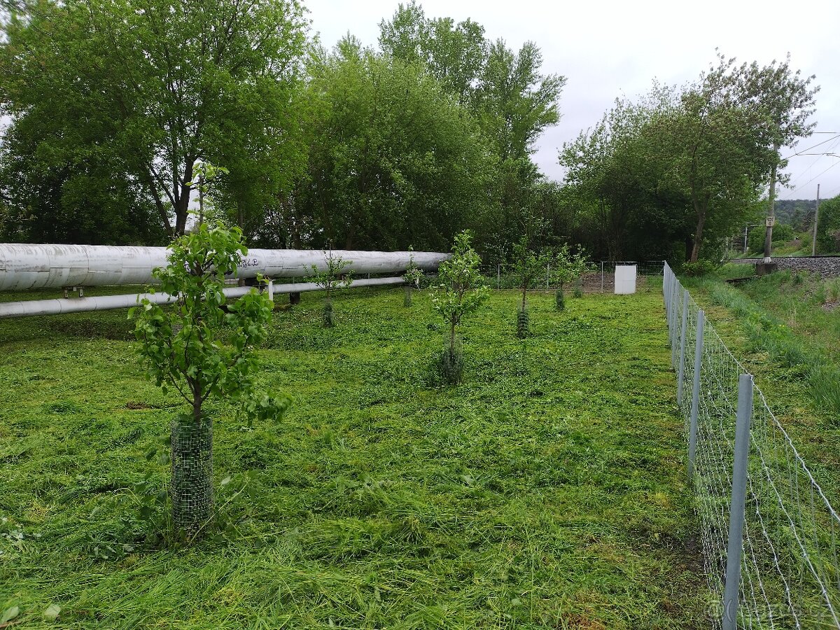 Zahrada, zahrádka - 5