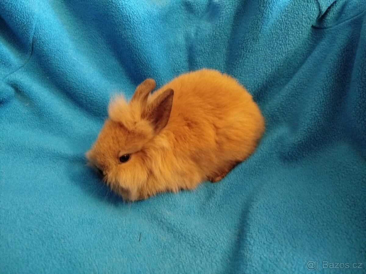 Nabízím zakrslé králíčky - 5
