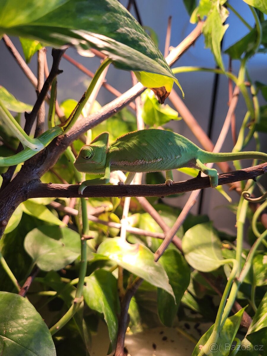Chameleon jemensky - 5