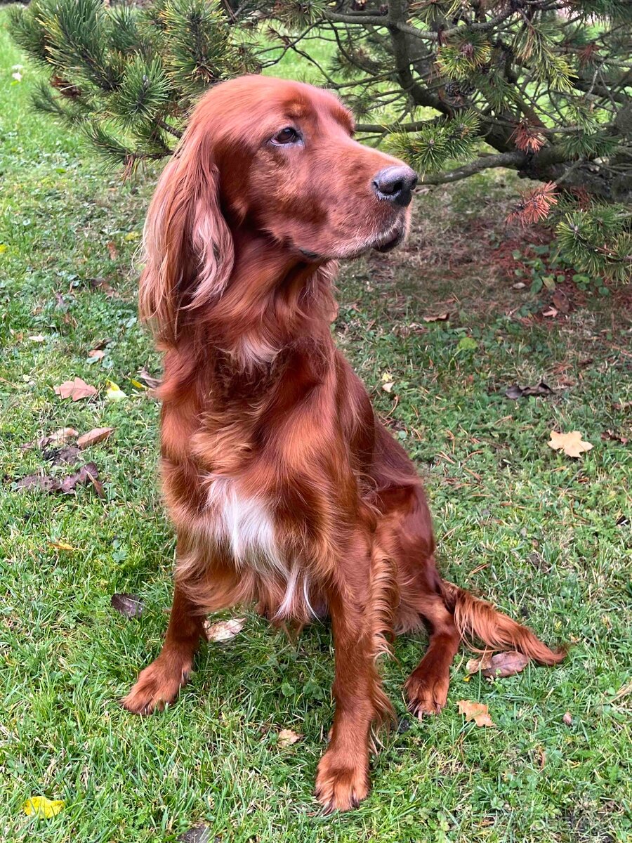 ŠTĚŇÁTKA - Irský setr s PP - 5