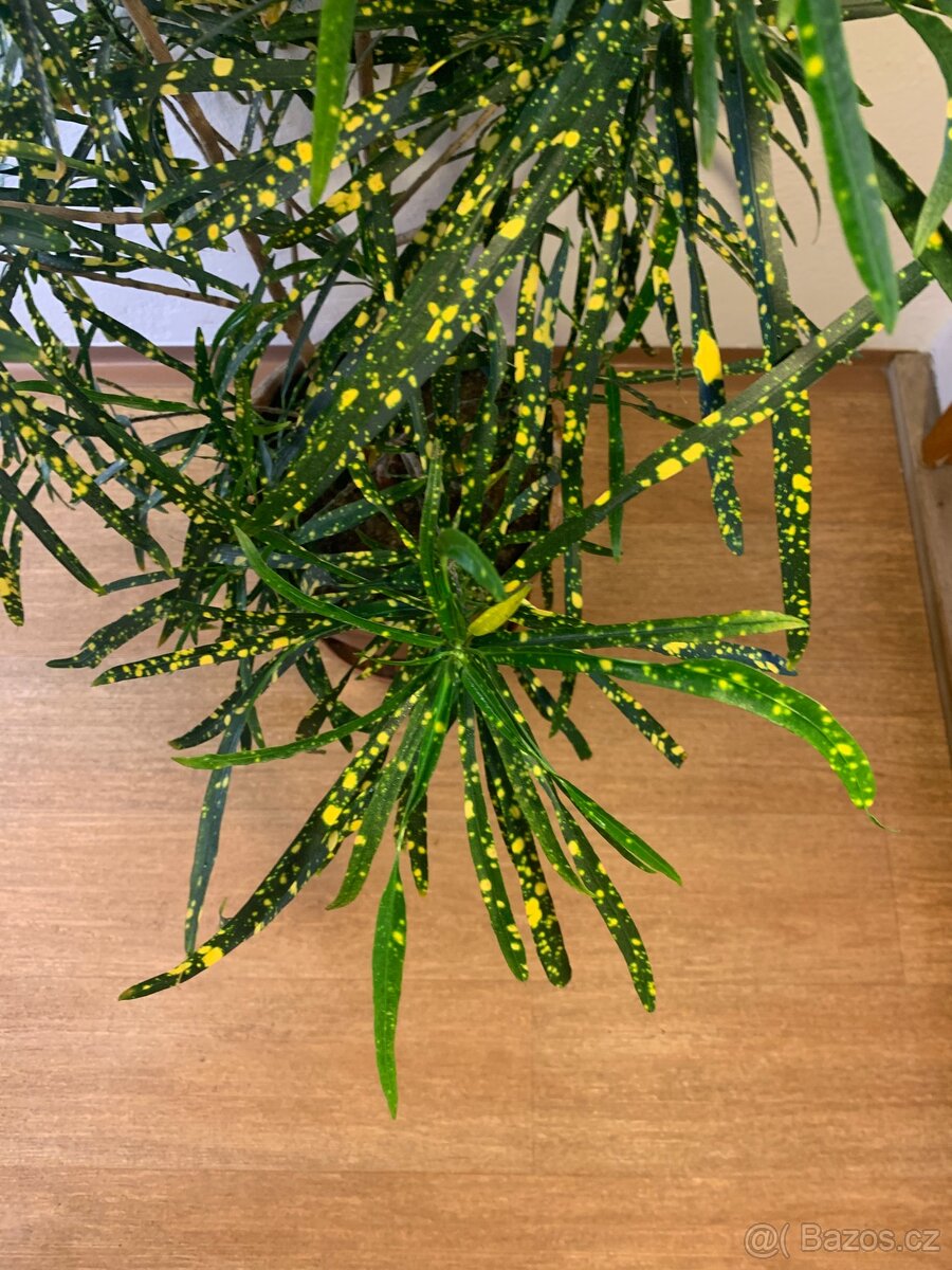 Prodám Ficus Benjamin a Croton Pictum - 5