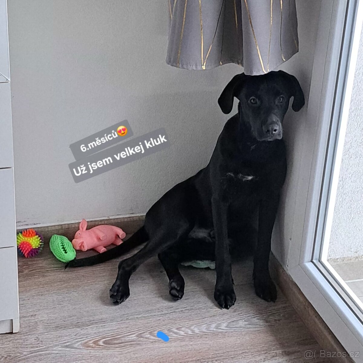 Daruji pejska do dobrých rukou - 5