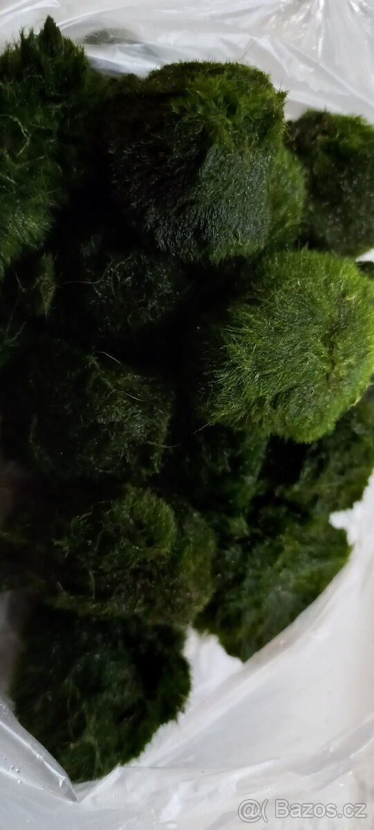 Akvarijní ryby,šneci,krevetky,rostliny - 5