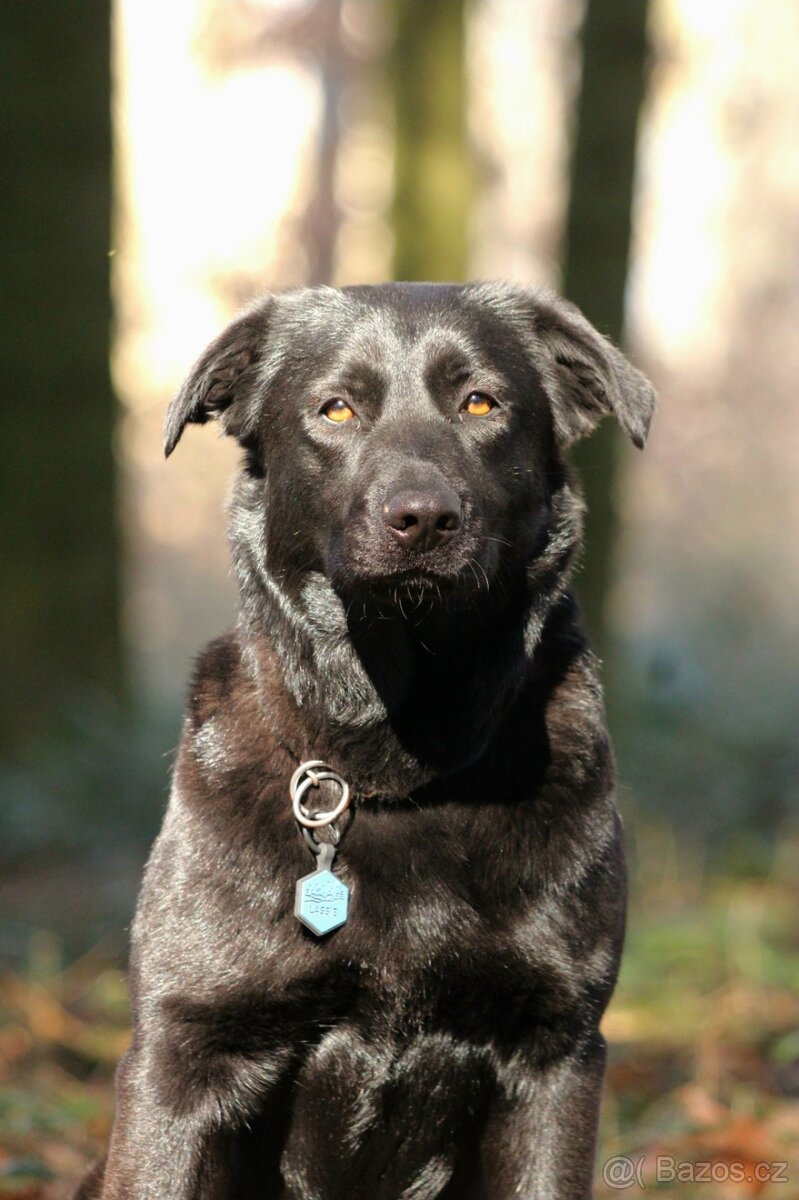 Štěňata labrador x německý ovčák - 5