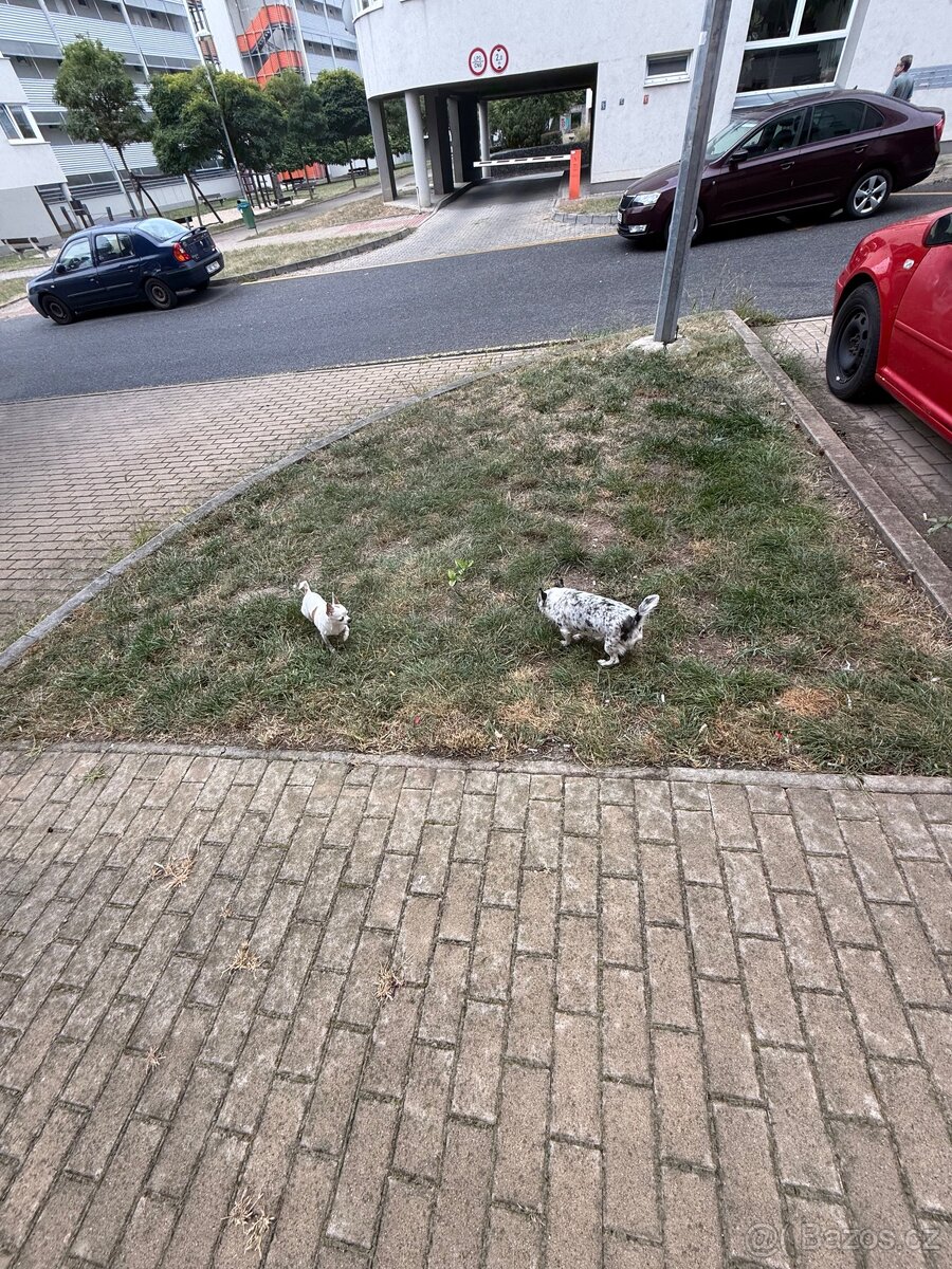 🐾Čivava maminka Marilyn a její dcera Barbie - 5