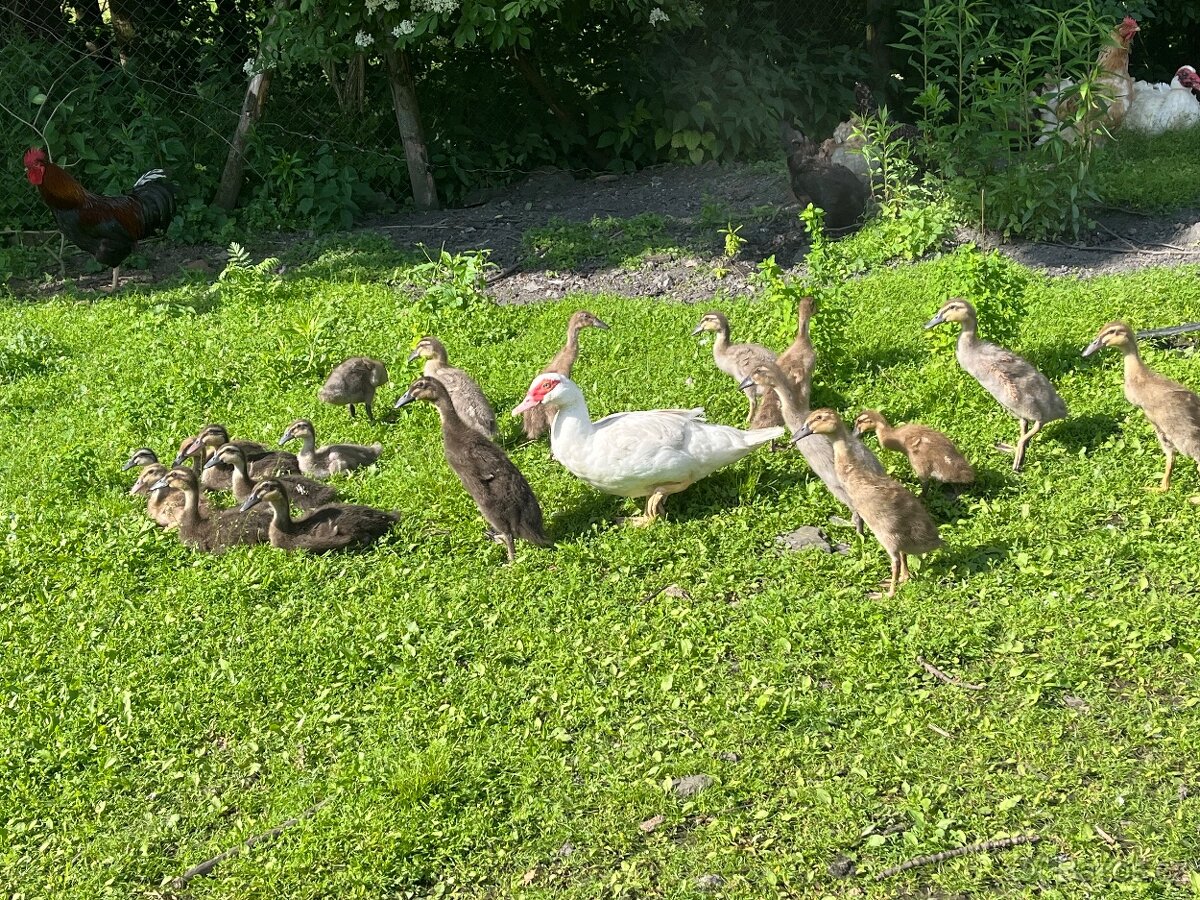 Indický běžec - 5