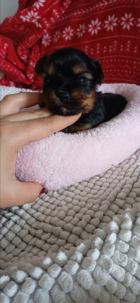 Jorkšírský Yorkšírský teriér - 5