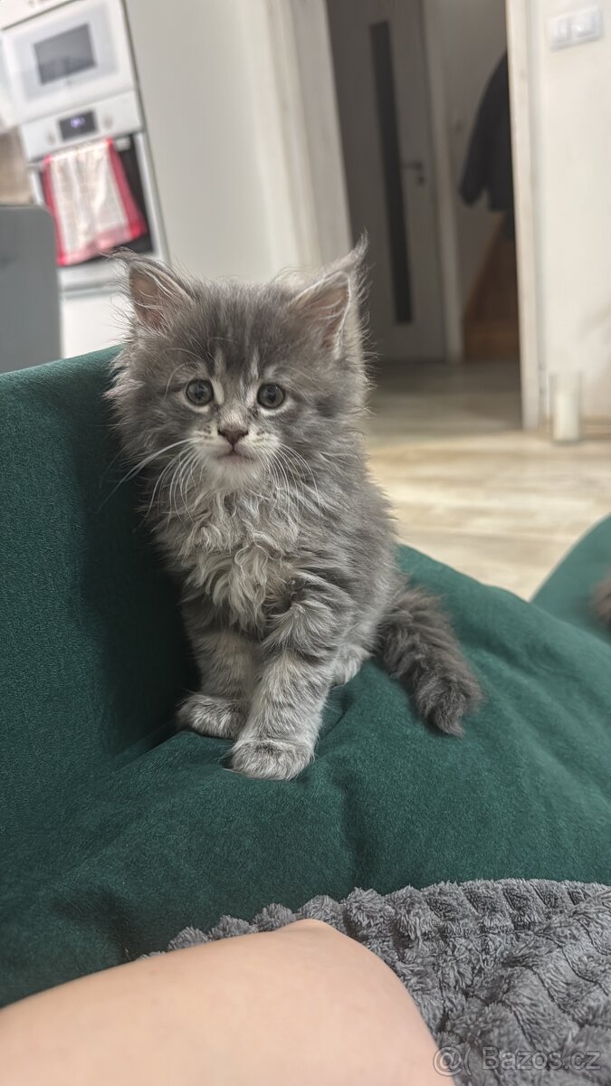 Mainská mývalí - 5