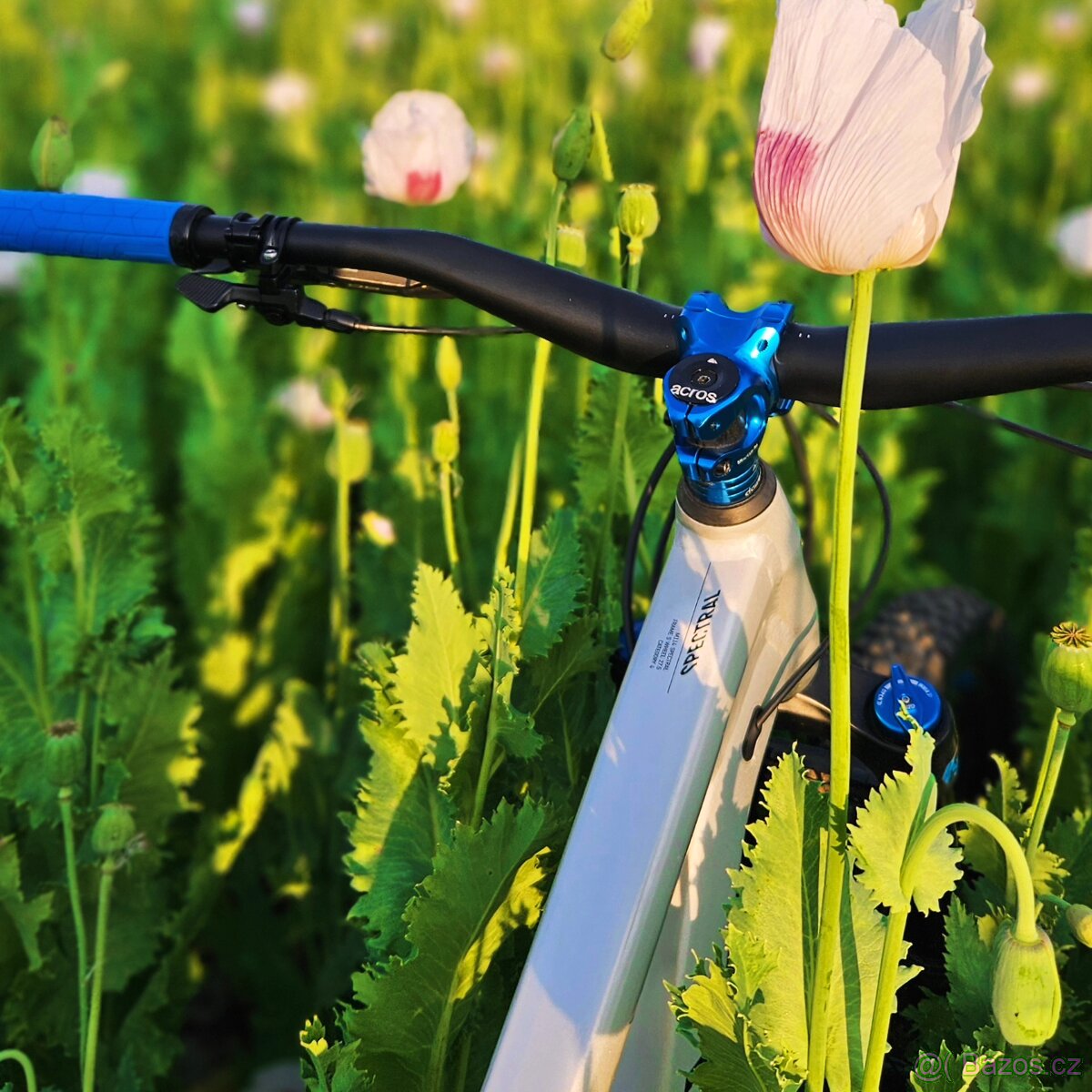 Canynon Spectral 27,5 - 5