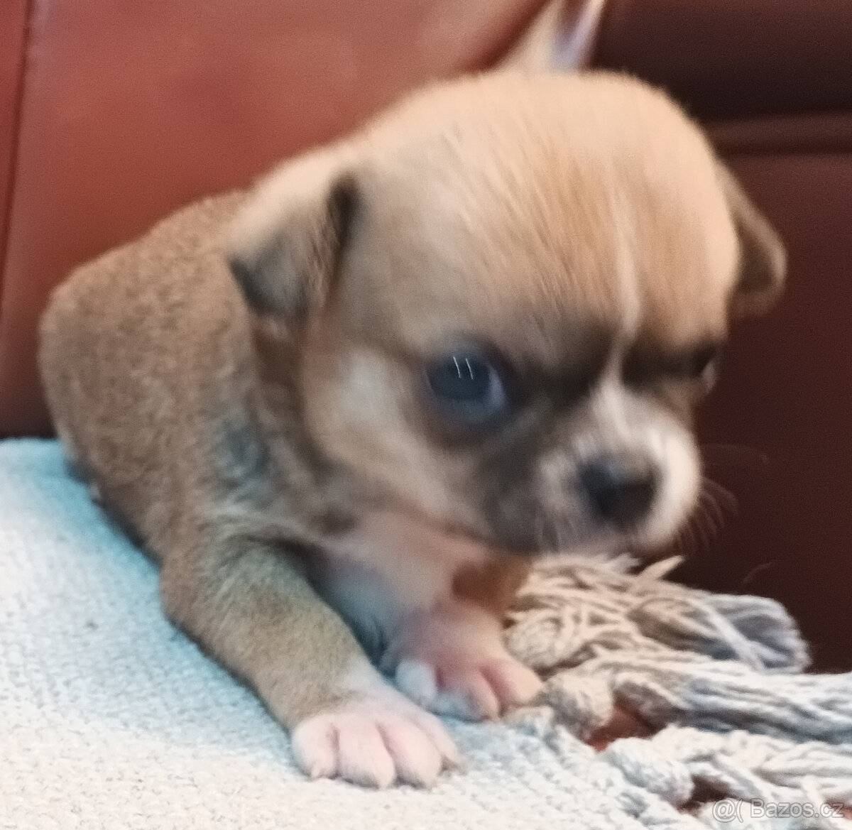 Čivava s PP, krásná štěňátka k odběru. - 5