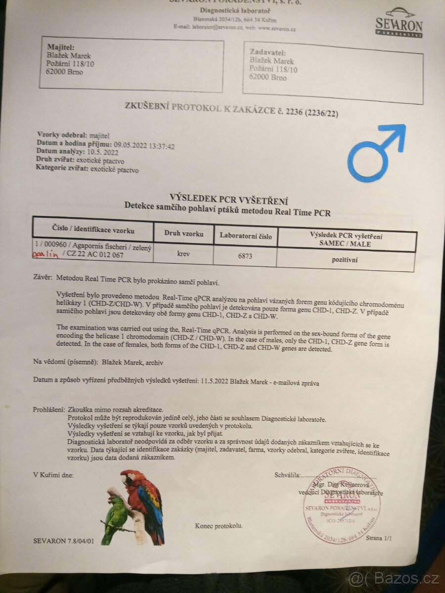 Agapornis Fischeri - 5